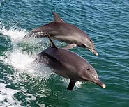 Sunset, Dolphin, & Eco Tour Charters - Island Time Charters Key West